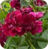 pelargonia wisząca velvet